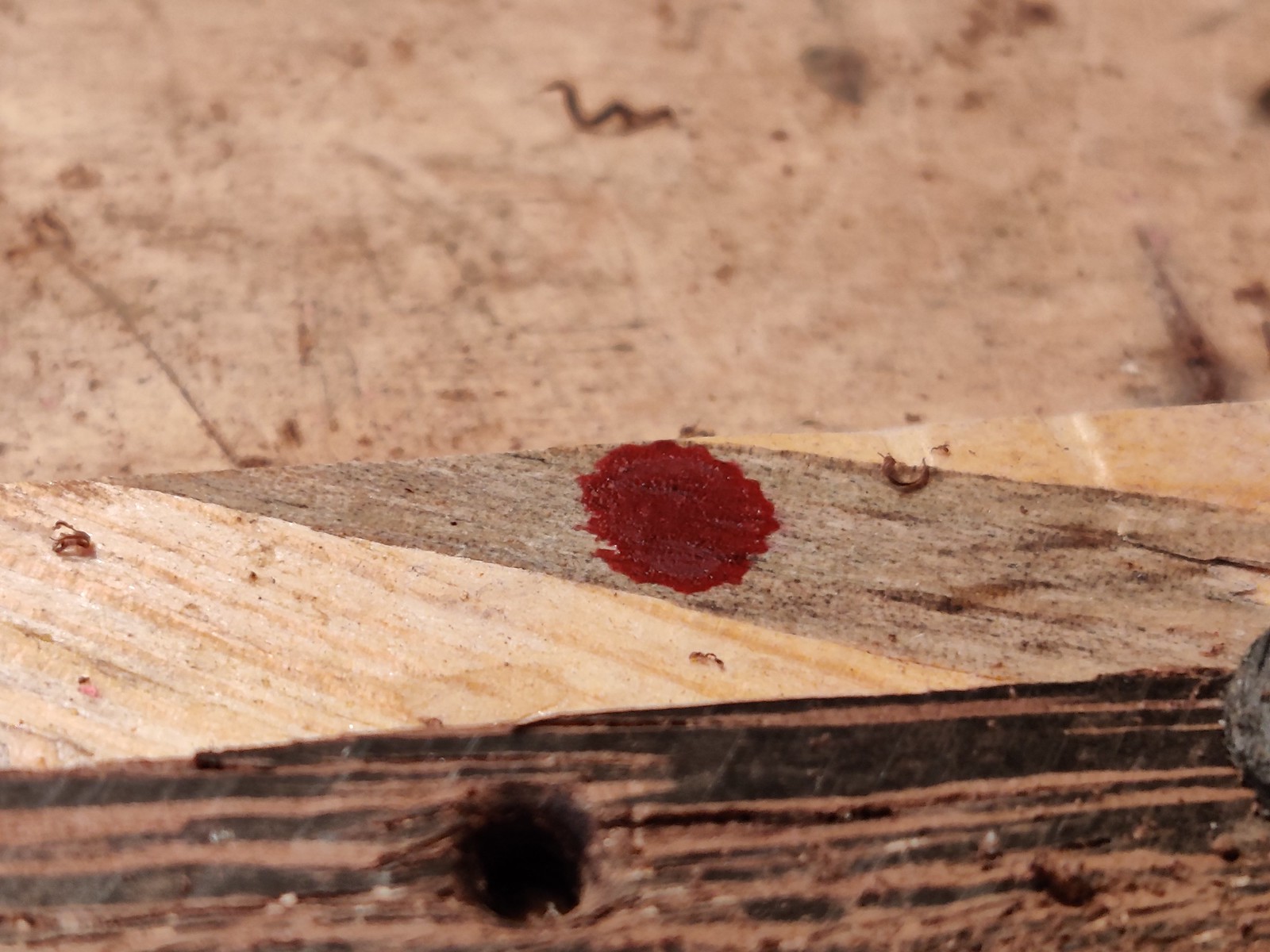 A small drop of blood on a wood piece